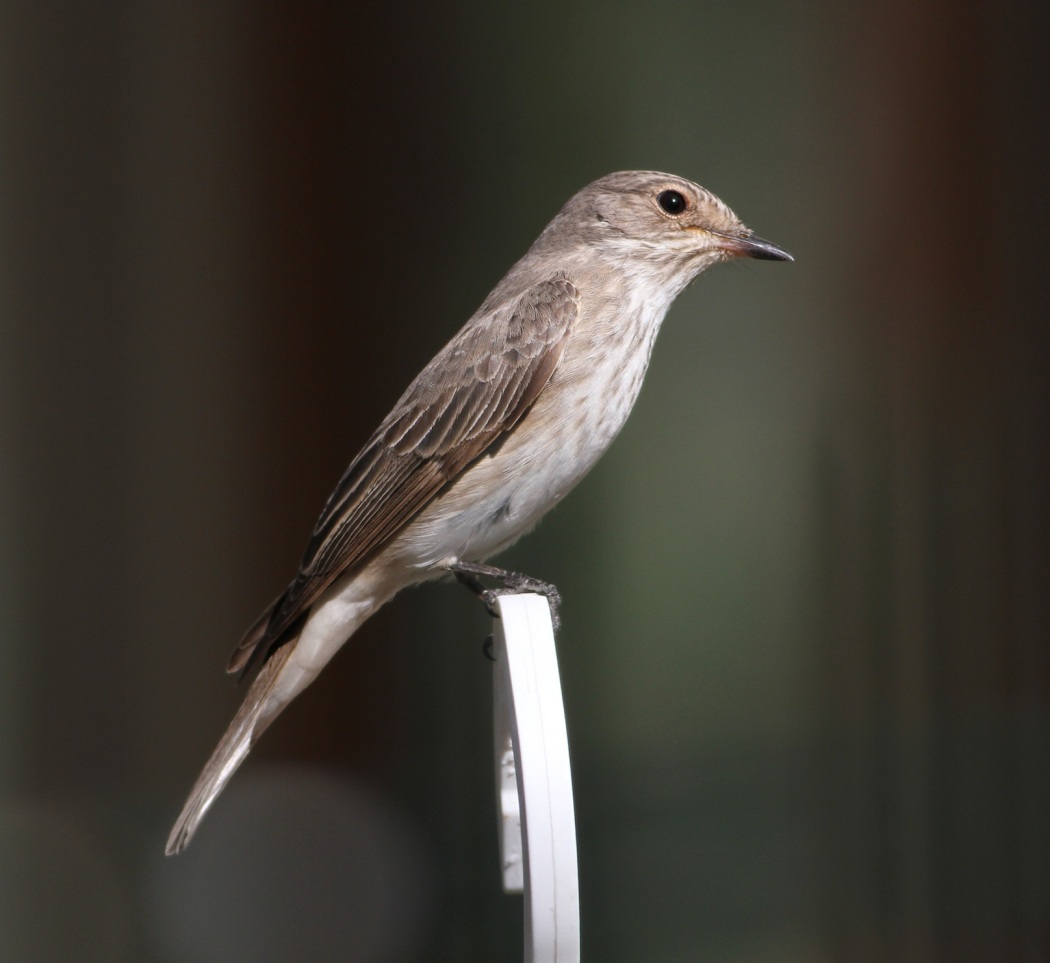 Spotted Flycatcher