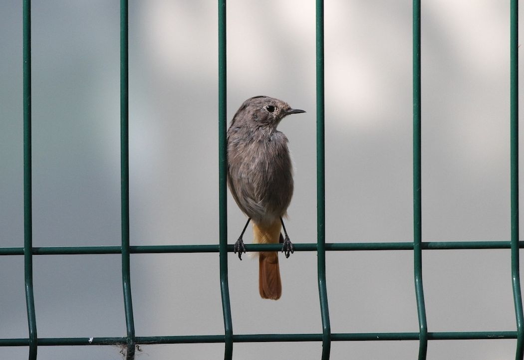 Black Redstart