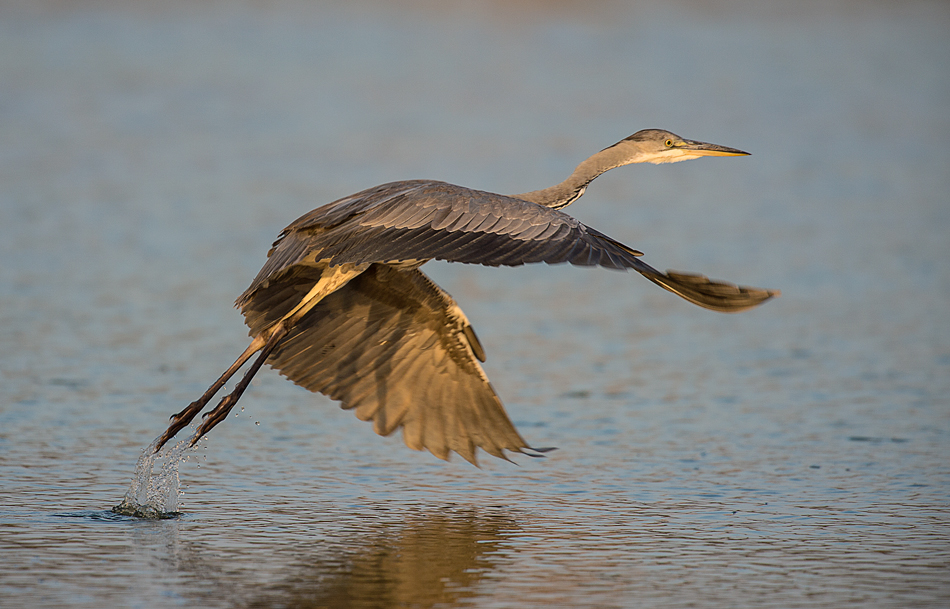 Grey Heron
