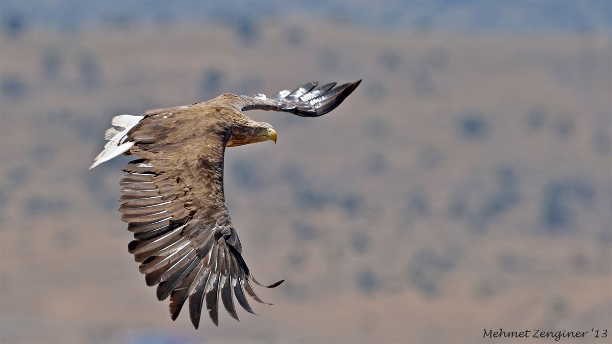White-tailed Eagle