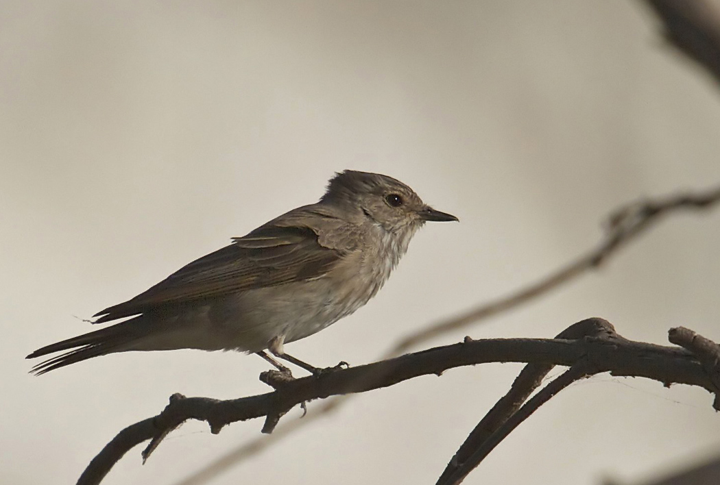 Spotted Flycatcher