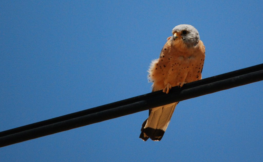 Lesser Kestrel