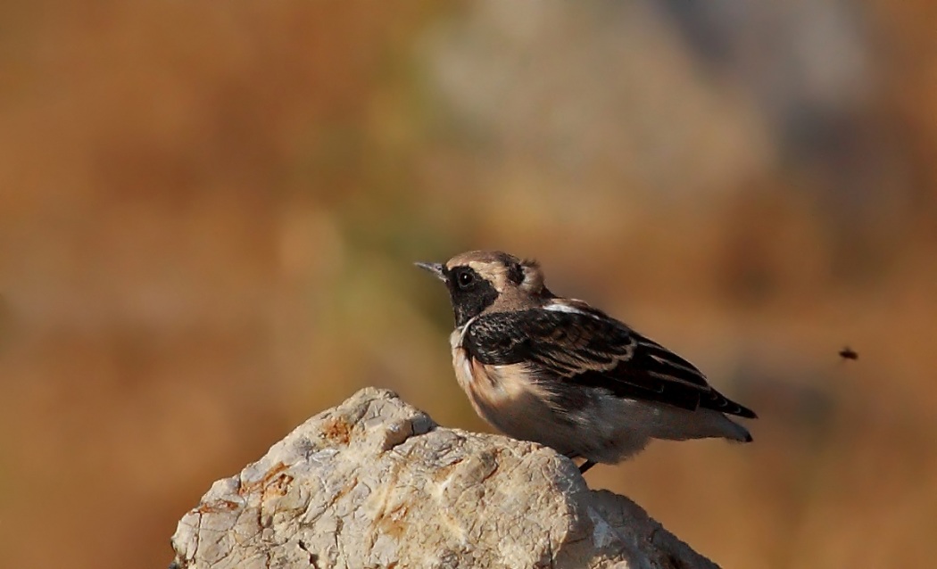 Black-eared Wheatear