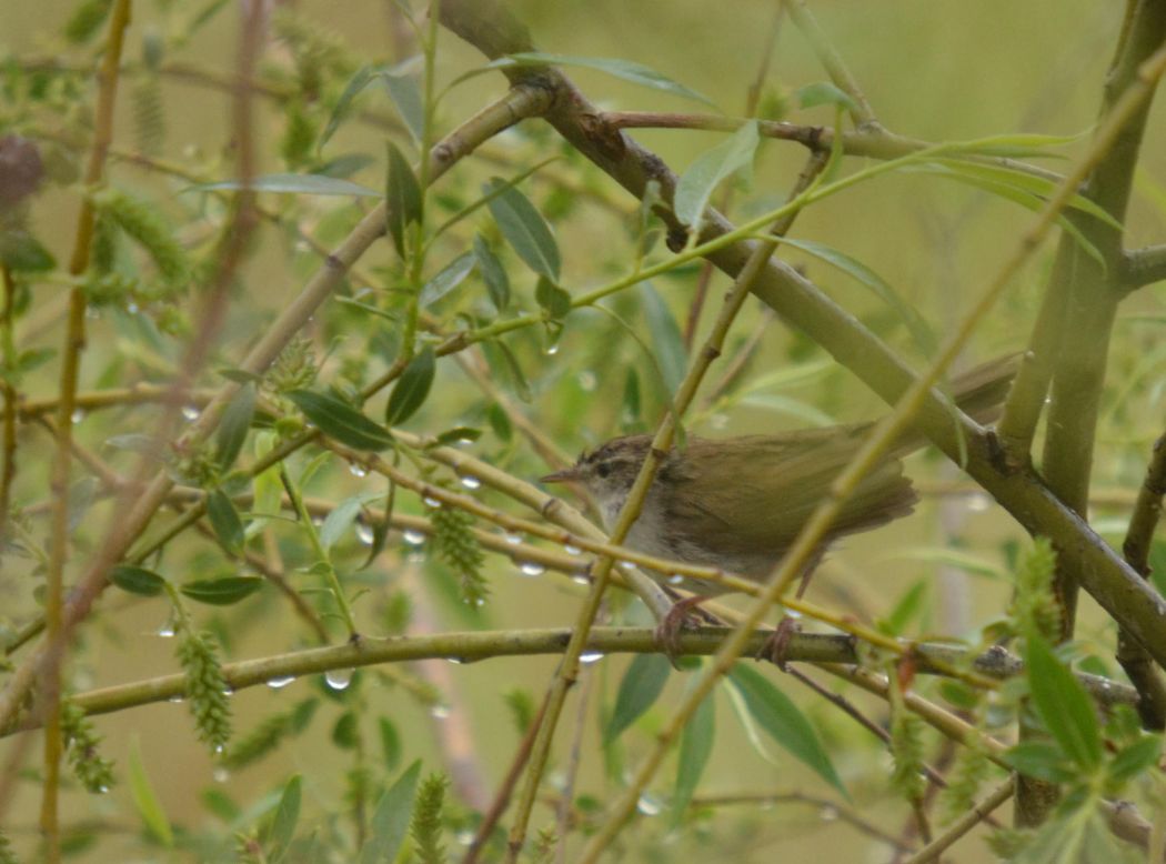 Cetti`s Warbler