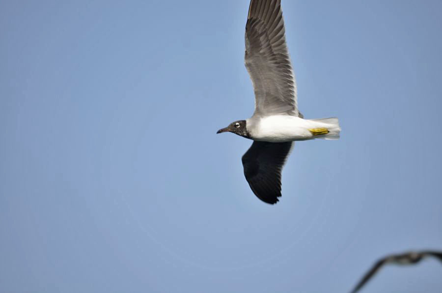 White-eyed Gull