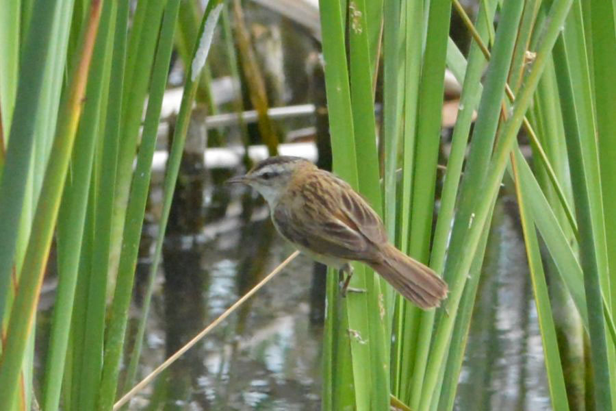 Moustached Warbler