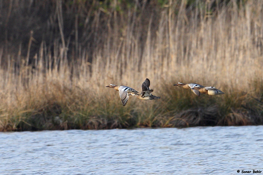 Garganey