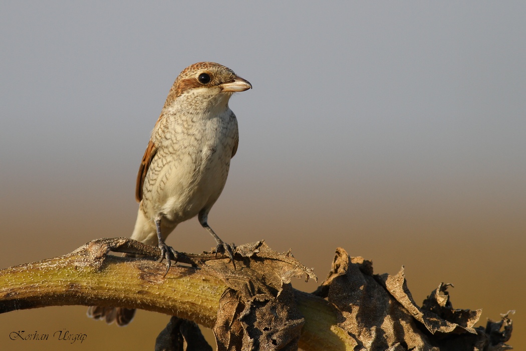 Red-backed Shrike