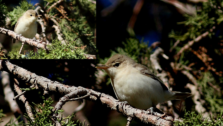 Eastern Olivaceous Warbler