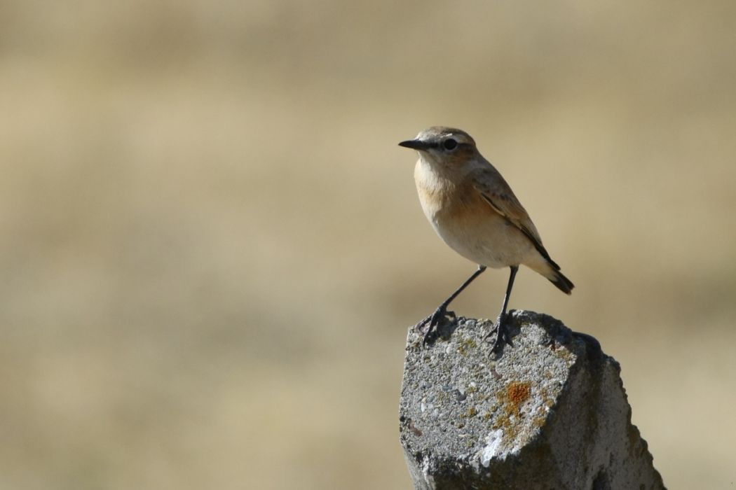 Northern Wheatear