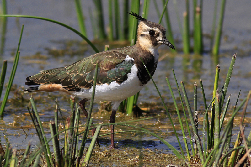 Northern Lapwing