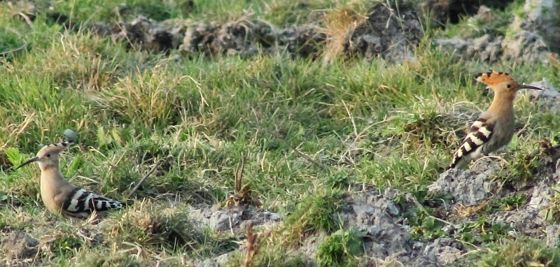 Common Hoopoe