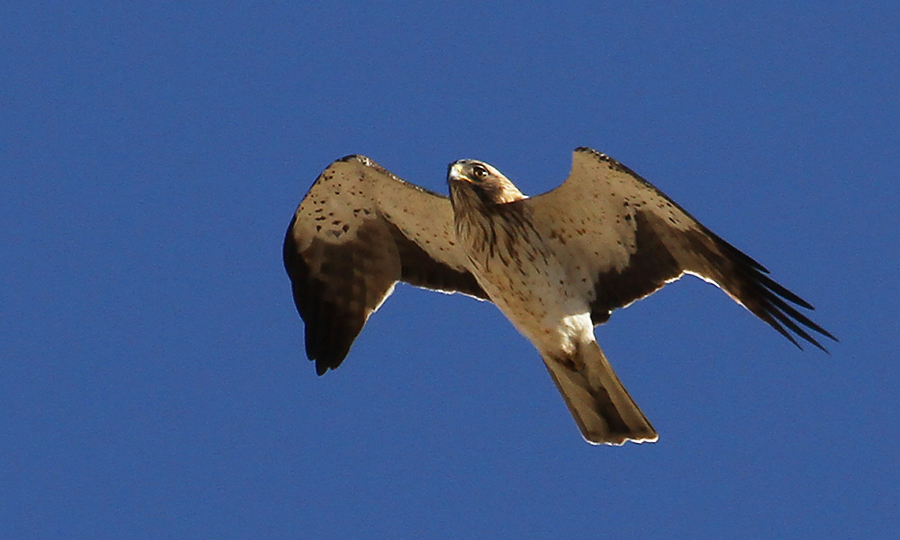 Booted Eagle