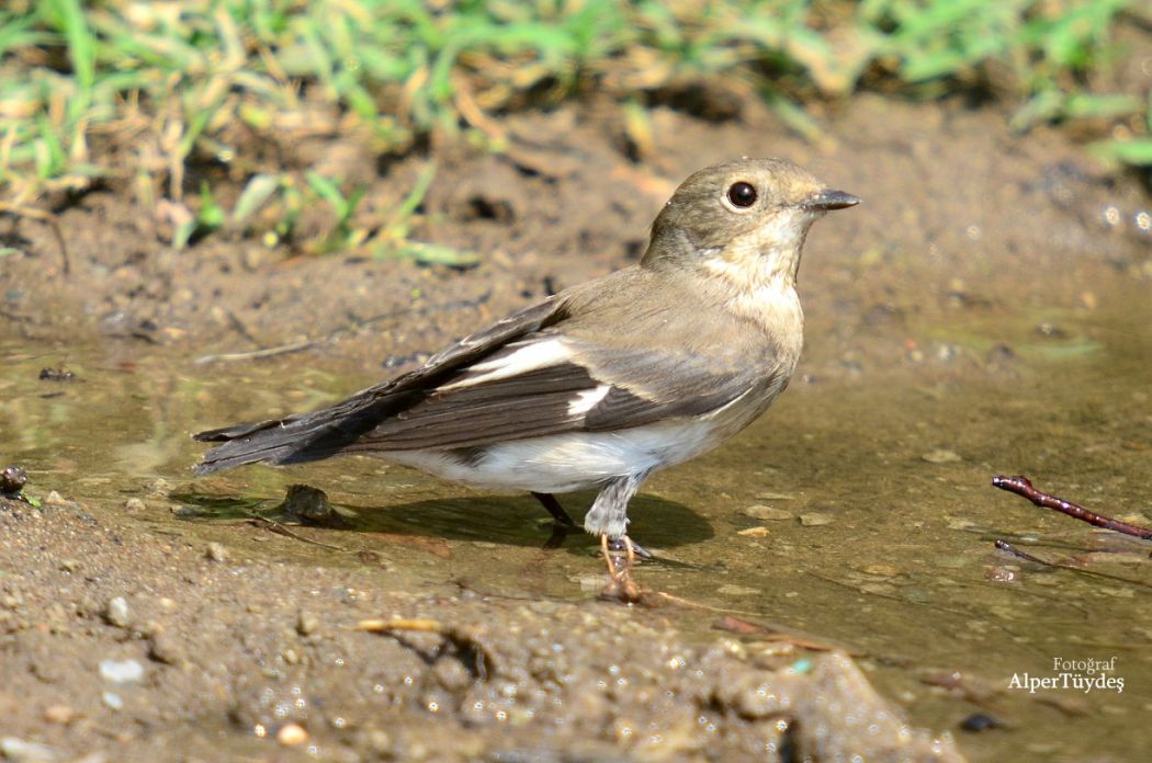 Collared Flycatcher