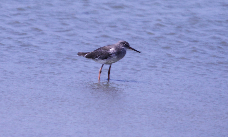 Common Redshank