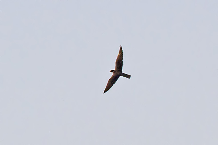 Peregrine Falcon
