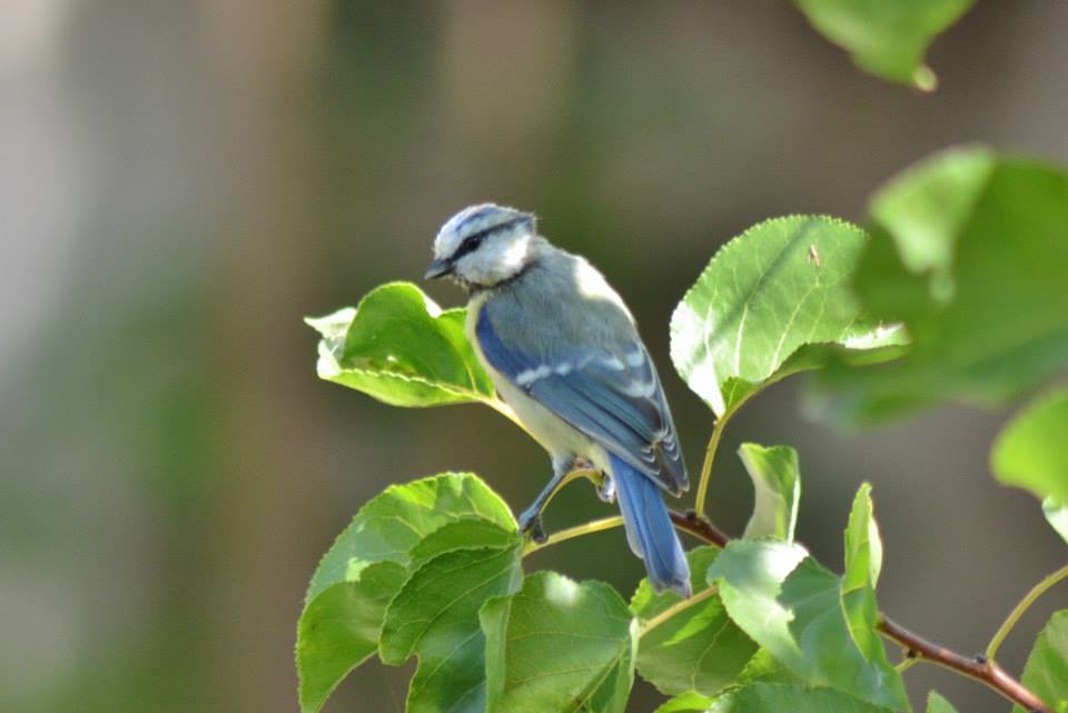 Eurasian Blue Tit
