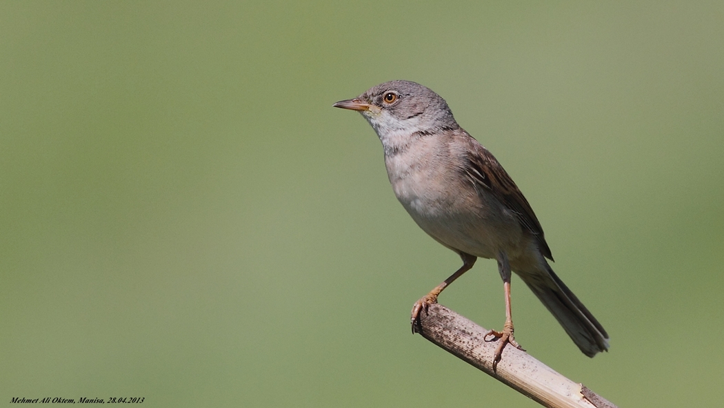 Common Whitethroat
