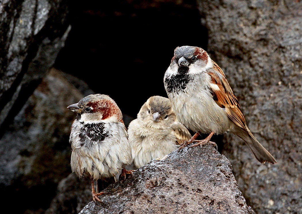 House Sparrow