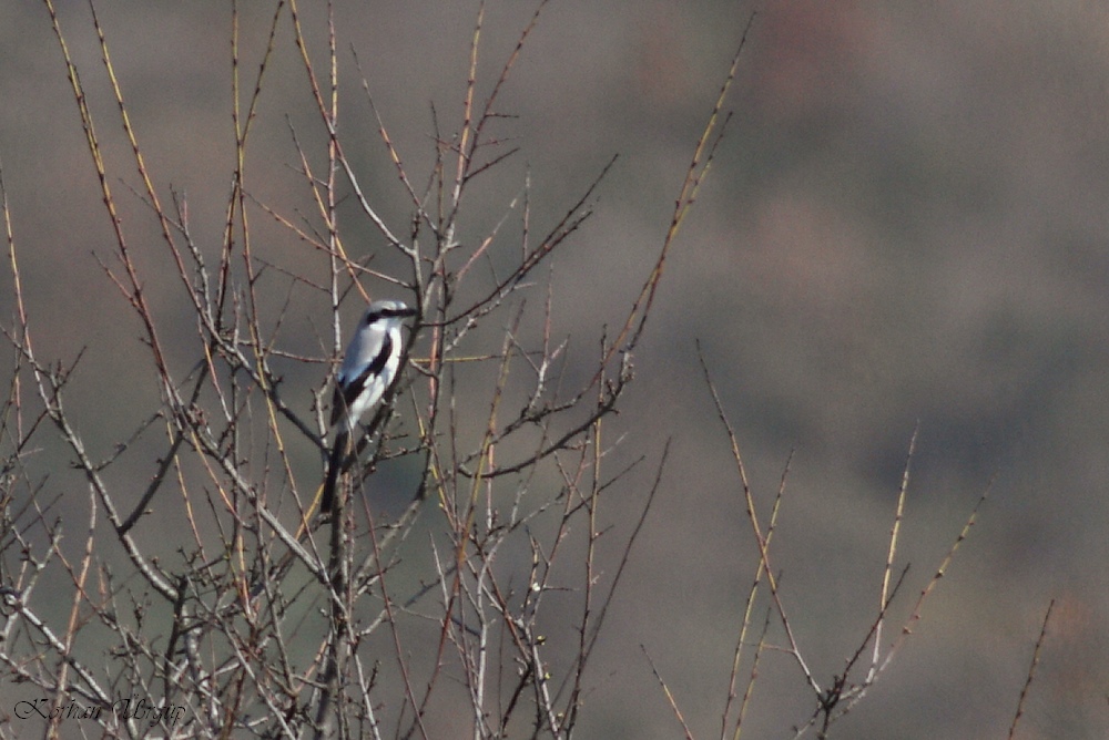 Great Grey Shrike