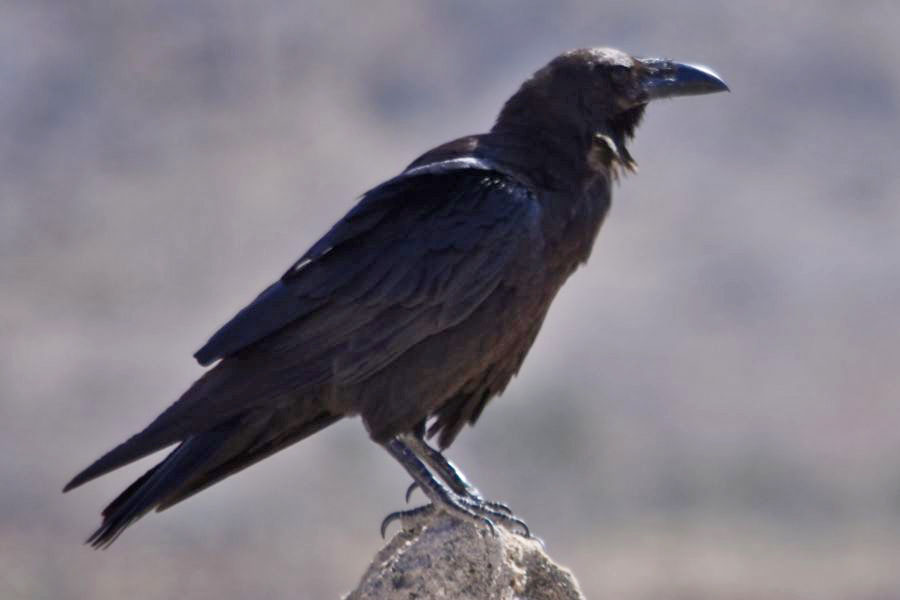 Brown-necked Raven