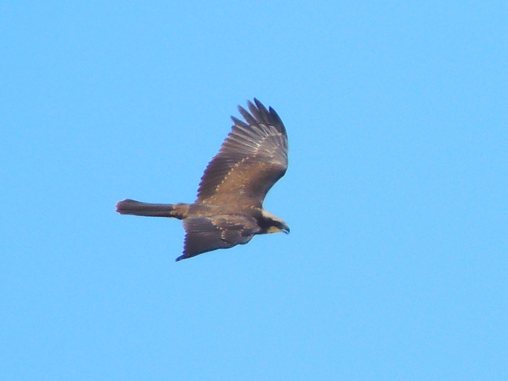 Western Marsh Harrier