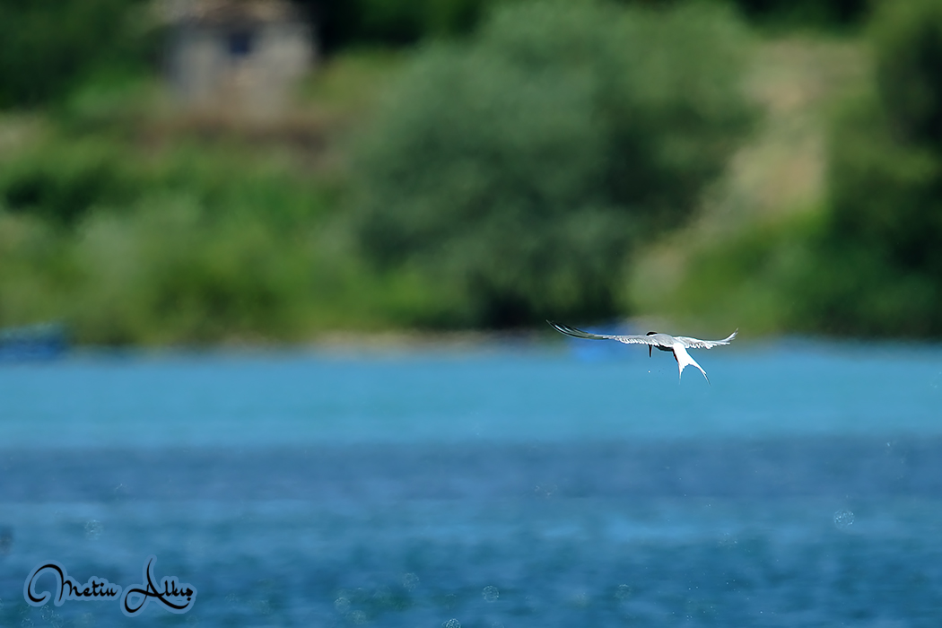Common Tern