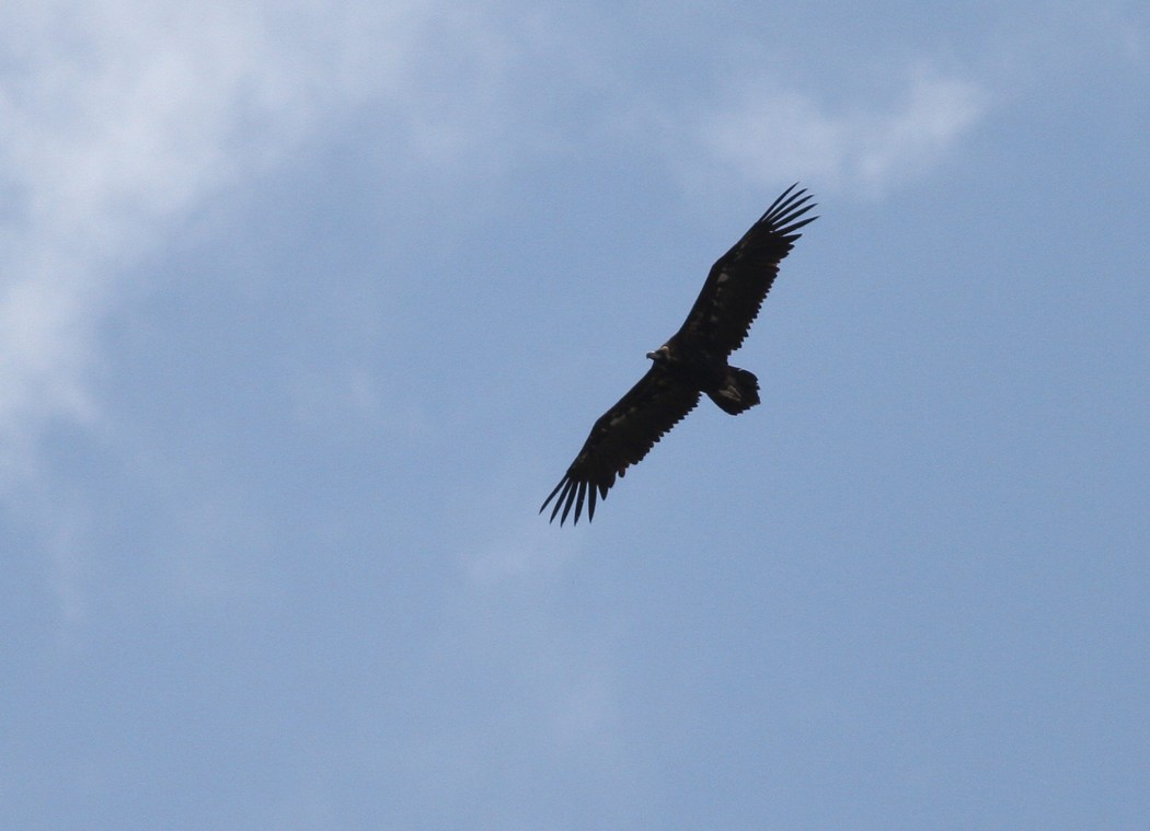 Kara Akbaba