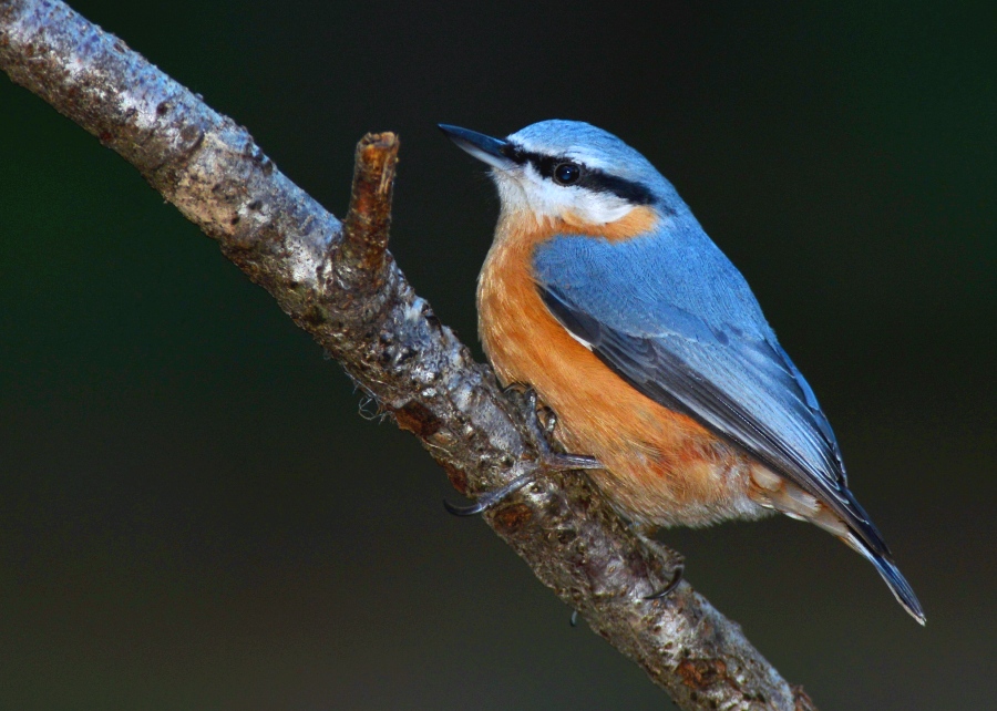 Eurasian Nuthatch