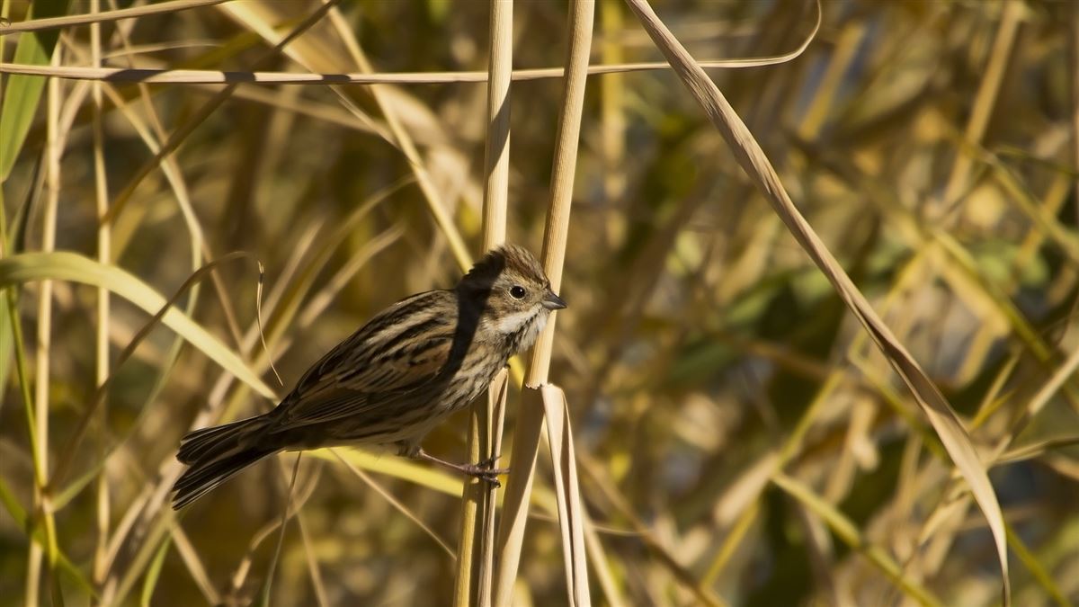 Common Reed Bunting