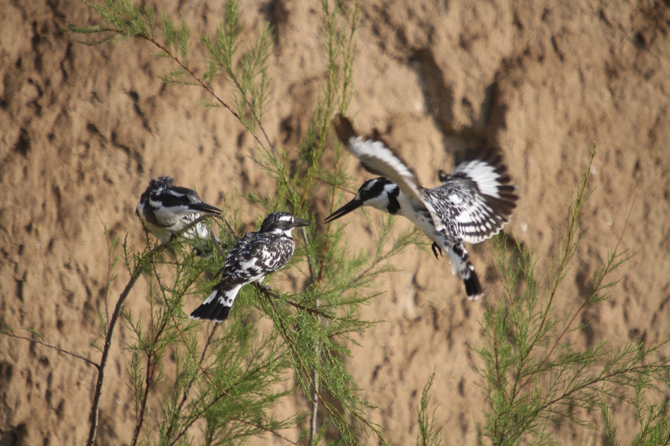 Pied Kingfisher