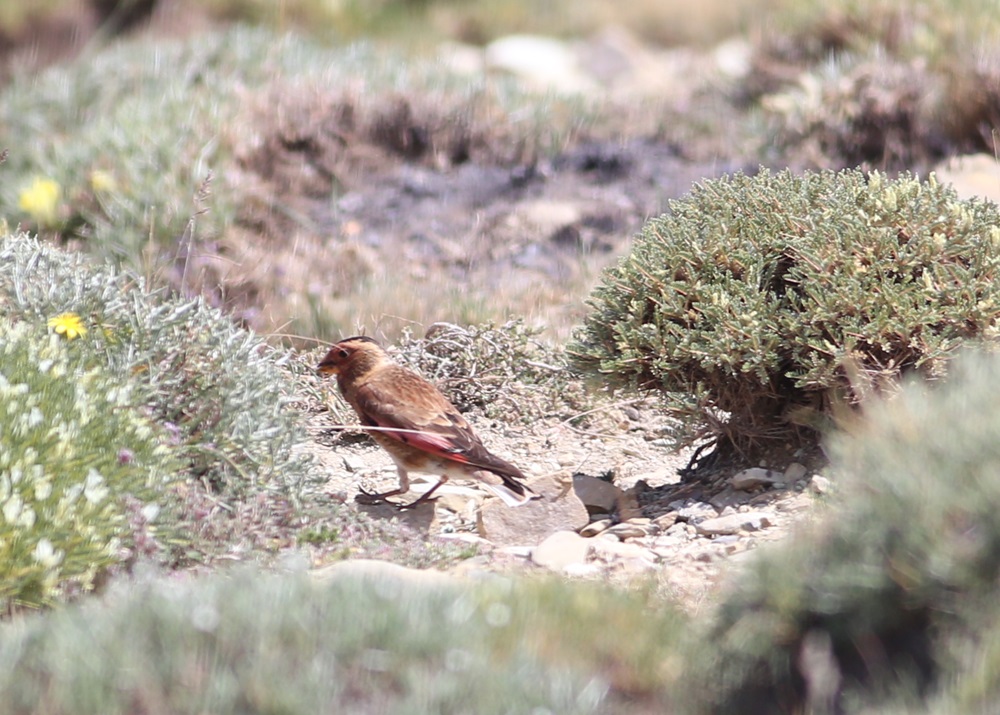 Crimson-winged Finch
