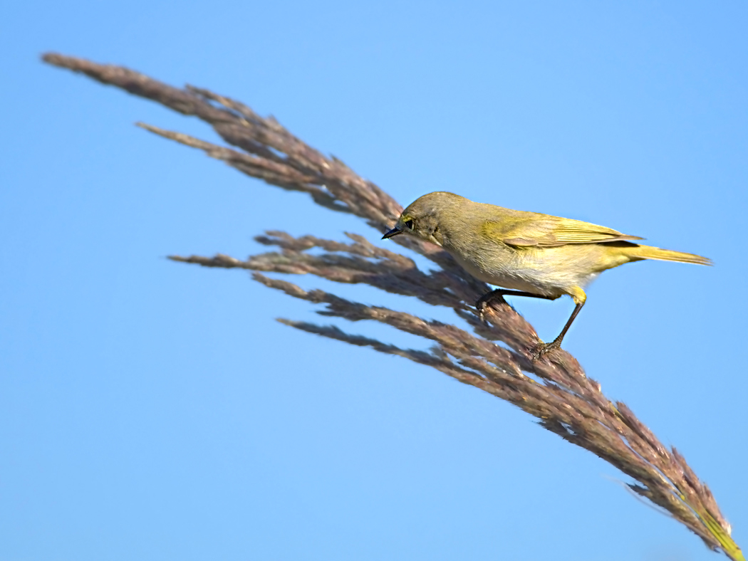 Common Chiffchaff