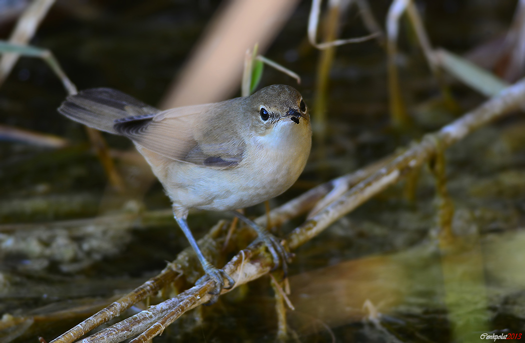 Garden Warbler
