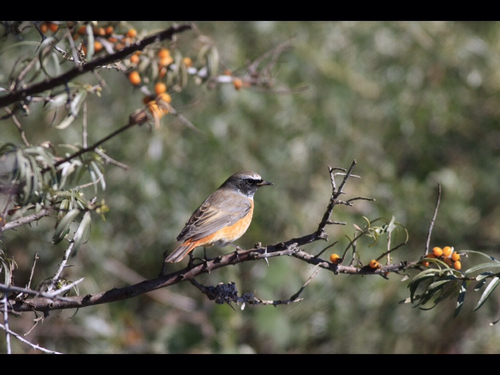 Common Redstart