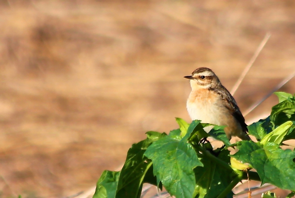 Whinchat