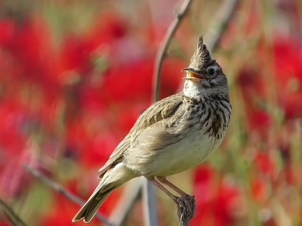 Crested Lark