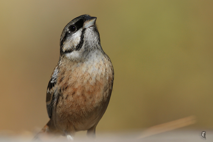 Rock Bunting