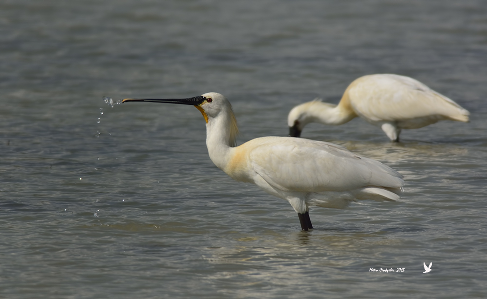 Eurasian Spoonbill