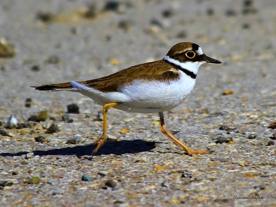 Little Ringed Plover