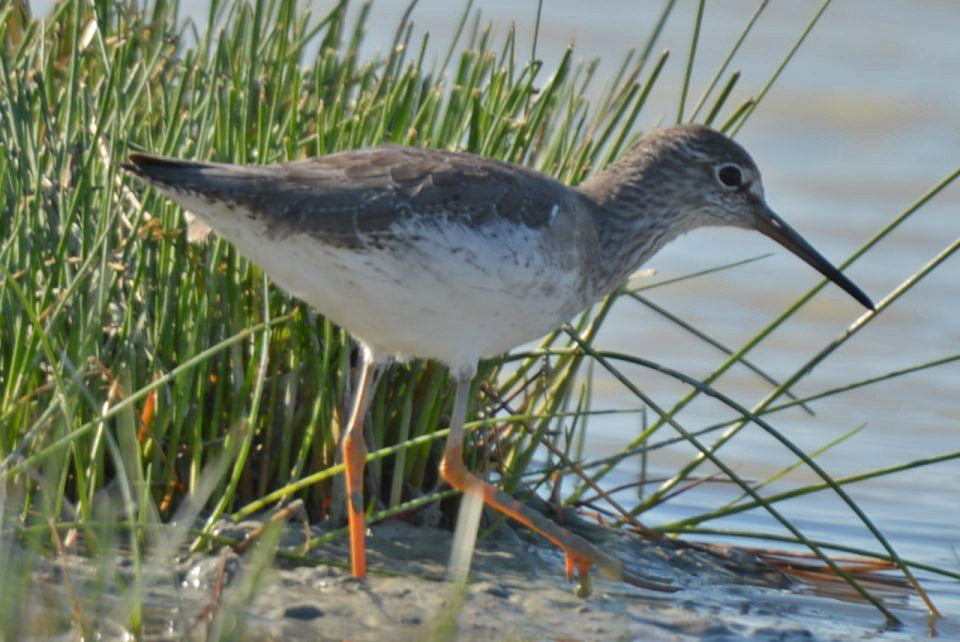 Common Redshank