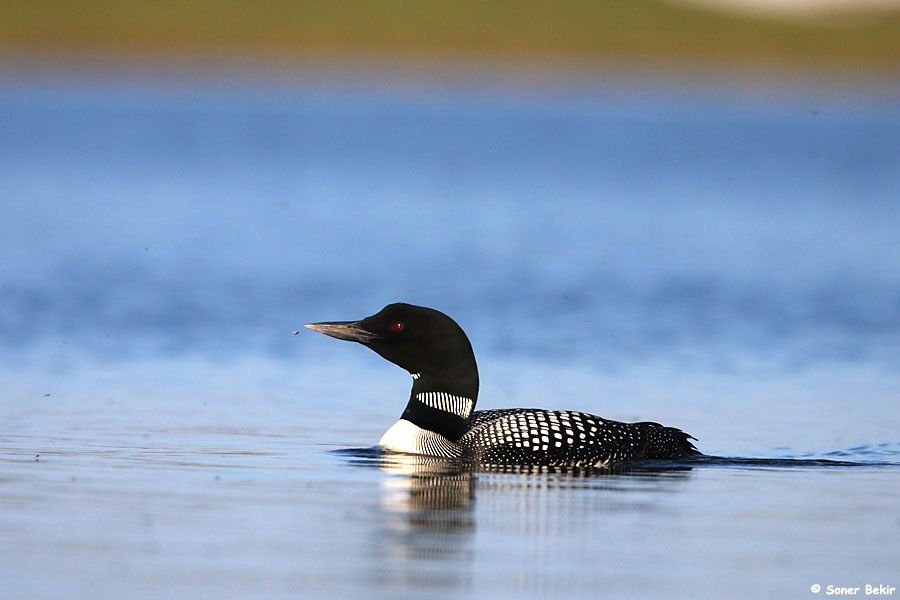 Common Loon