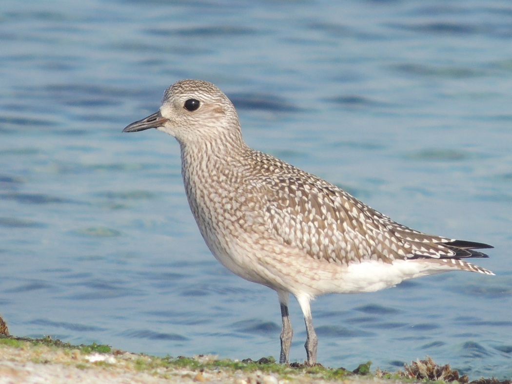 Grey Plover