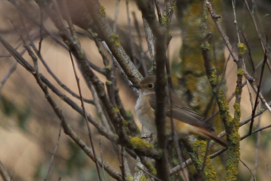 Common Redstart