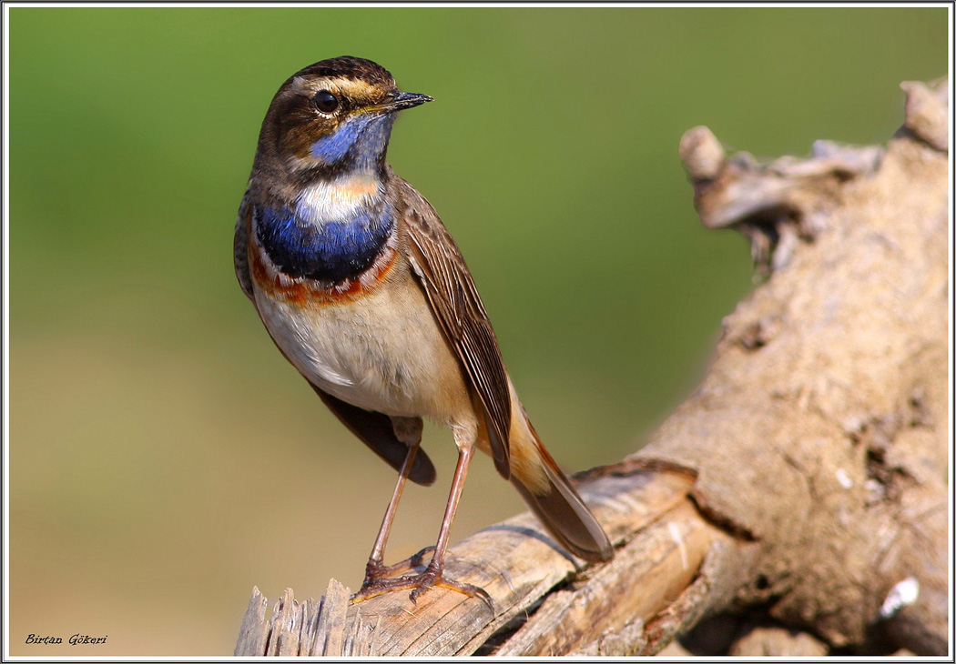 Bluethroat