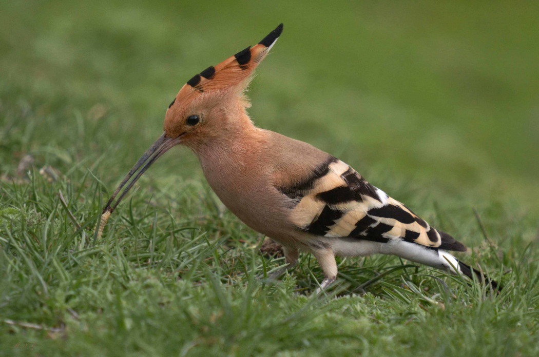Common Hoopoe