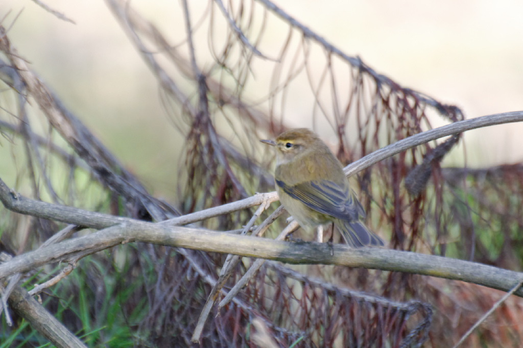 Common Chiffchaff