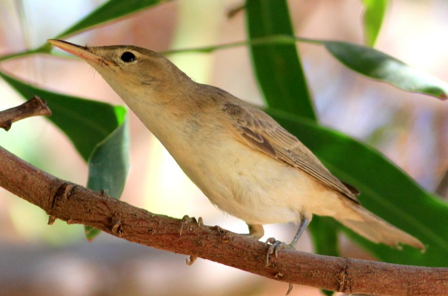 Eastern Olivaceous Warbler