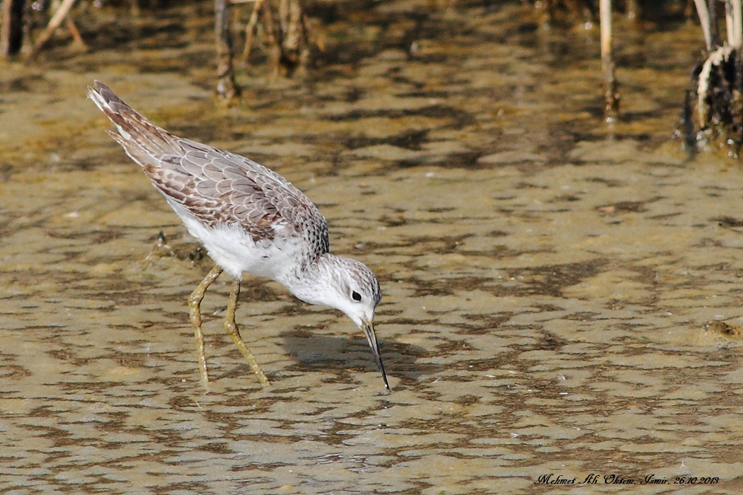 Marsh Sandpiper