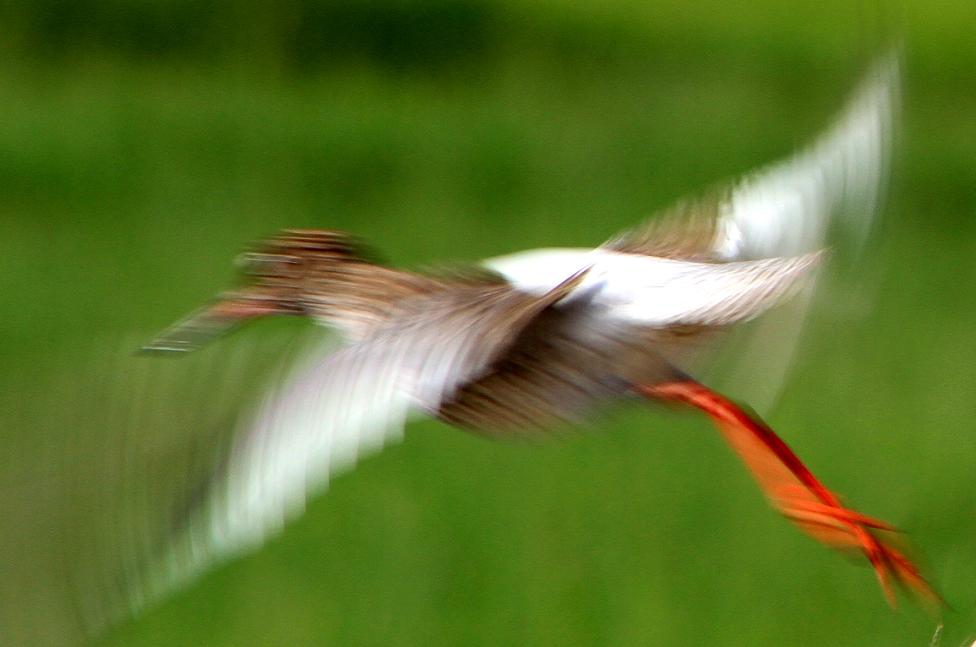 Common Redshank